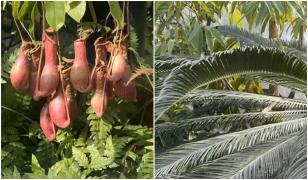 Plante exotice spectaculoase la Grădina Botanică din Iași. Intrare gratuită pentru femei de 8 Martie