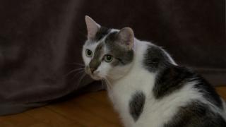 Odin, prima pisică terapeut din România. Ajută pacienții să scape de stres și anxietate