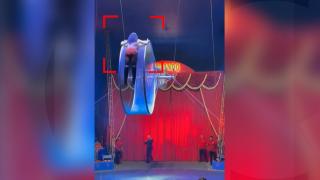 Nou accident la circ. O acrobată a căzut 4 metri în gol tot de pe "Roata Morții" la un spectacol din București