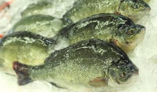 Somonul norvegian înghite crapul românesc. Importăm mai mult de 100.000 de tone de peşte şi produse din peşte