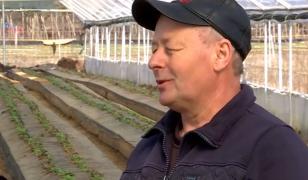 Răsadurile pe care producătorii pariază pentru recolte bogate la vară. Vânzările au început în sere