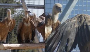 Vulturul sur revine în România după mai bine de 70 de ani. 25 de exemplare, aduse din Spania