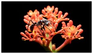 Chinez prins cu peste 2.000 de furnici ascunse în eprubete, în aeroport. Ce voia să facă cu ele