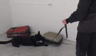 El este Hao, câinele polițist de doi ani care a descoperit droguri ascunse într-un aspirator