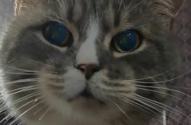 Mai multe pisici maidaneze din Constanţa, eroine după ce au împiedicat un jaf