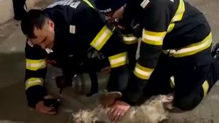 Căţeluş readus la viaţă, după ce a fost rănit într-o explozie dintr-un bloc din Vaslui