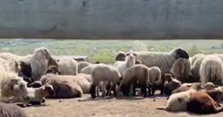 Mielul de Paște devine raritate pe masa românilor: Un kilogram poate ajunge şi 55 lei