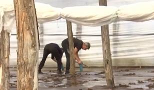 Când ajung în piaţă primele legume româneşti. În solariile din ţară se lucrează la foc continuu