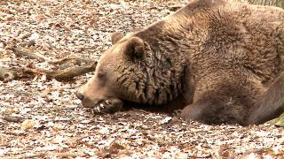 859 de urşi vor fi împuşcaţi în 2026. Cota s-a dublat faţă de anul trecut