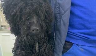 O femeie din Dej a plecat la muncă în Spania şi şi-a abandonat căţeluşa în casă, fără mâncare sau apă