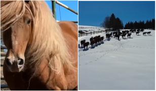 Caii, tot mai rari în satele României. Cel mai frumos exemplar din Europa, crescut la herghelia din Rădăuți