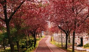 Orașul din România care s-a colorat în roz. A devenit unul dintre cele mai fotografiate locuri din țară