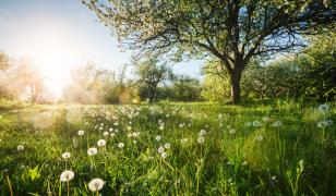 Echinocțiul de primăvară 2026. Ce tradiţii respectă românii ca să aibă noroc din belşug şi prosperitate