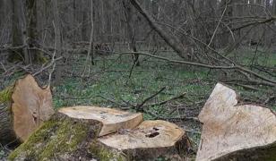 Gură de oxigen pentru București în războiul cu drujbele: Pădurea Băneasa ar putea deveni arie protejată