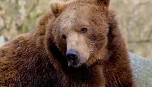 S-a dus să facă fotografii, dar a fost atacat de urs. Un turist, la un pas de moarte în Mureş