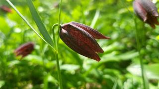 O floare extrem de rară a înflorit într-o pădure din Târgu Jiu. Turiștii o rup, deși este protejată prin lege