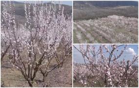 Spectacol de culoare în livezile din Alba. Pomicultorii se tem însă de un scenariu devastator pentru caişi