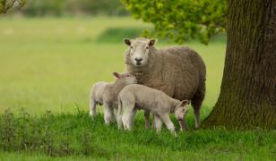 Atenţie de unde cumpăraţi carnea de miel. La ce trebuie să fiţi atenţi în magazine