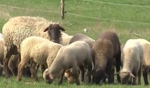 Carnea care ia locul mielului pe masa de Paşte. Costă la fel, dar e mai sănătoasă