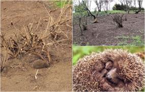 Revoltă după ce aricii din Parcul Tineretului au fost lăsaţi fără adăpost. 