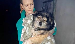 Câine bătut de un adolescent cu lopata, în timp ce alţi tineri filmau şi glumeau pe seama violenţelor