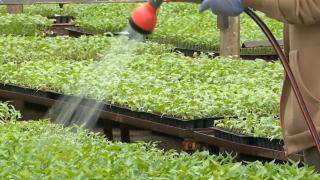 Răsadurile de Buzău, tot mai căutate în 2026: "Am venit special, sunt foarte bune"