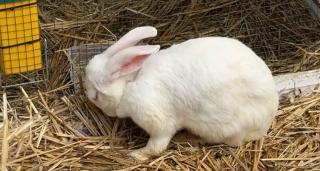 Târgul de Paște din Sibiu s-a deschis. Vizitatorii, aşteptaţi dulciuri tradiționale și activități pentru copii