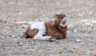 Carnea de ied înlocuiește mielul de Paște. Românii aleg varianta mai ieftină, direct din ferme