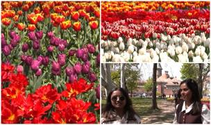 Spectacol de culori la Timișoara: 120.000 de lalele încântă turiștii. Unii au venit şi de la 50 de kilometri