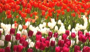 Oraşul din România transformat într-un covor de lalele. Imagini superbe în dimineaţa de Paşte