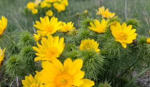 Locul din România în care flori rare pot fi admirate o singură lună pe an. Zona ar putea deveni arie protejată