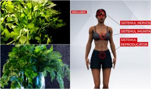 Leuşteanul, mărarul, pătrunjelul şi roşiile din pieţe duse la laborator. "Surprizele" nocive descoperite