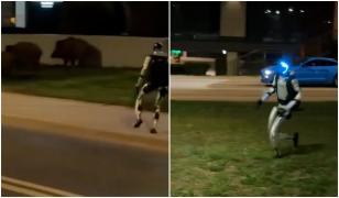 Momentul în care un robot fugăreşte o turmă de mistreţi pe străzile din Varşovia. 