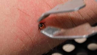 A început sezonul căpuşelor. Ce recomandă specialiştii pentru prevenţie