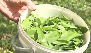 Planta minune care se găseşte doar câteva săptămâni pe an: "Are proprietăţi vitale pentru sănătatea umană"