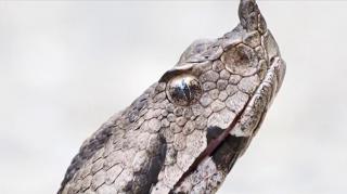 Cea mai periculoasă reptilă din România a ieşit din hibernare. Cum ne ferim de vipera cu corn