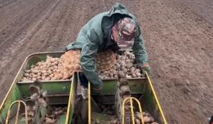 Singura comună din țară care-și cultivă cartofii pentru prânzul elevilor. Costurile se ridică la 5.000 €