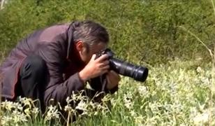 Locul din România împânzit de narcise sălbatice. Cine pleacă acasă cu flori riscă amenzi de zeci de mii de lei