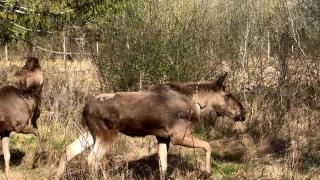 România va avea, din nou, elani în fauna salbatică. 4 exemplare vor putea fi admirate în Neamţ
