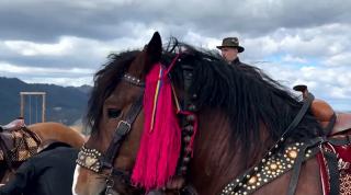 Caii, vedetele unui eveniment spectaculos organizat pe munte, în Bucovina