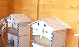 Apicultura wellness în România: proiect de 1 milion de euro la Timișoara. Stupii devin spații de relaxare