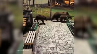 1.000 de urși ar putea fi împușcați. Cota de vânătoare a fost dublată din cauza urșilor care coboară în orașe