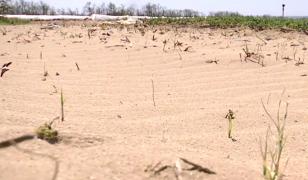 Agricultorii din sudul ţării se confurntă cu seceta extremă. Care sunt cele mai afectate culturi