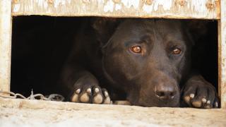 Reguli noi pentru animalele de companie în UE. Ce trebuie să ştie proprietarii