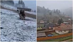 Locul din România unde s-au înregistrat -9°C la final de aprilie. În Suceava a nins ca în plină iarnă