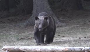 Femeie ucisă de urs în Bistriţa. Ieşise să hrănească animalele: 