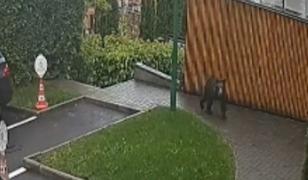 Noi apariții ale urșilor în zone locuite din România. Localnicii, speriați:  "Când mă duc, ursul cu pui"