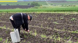 Leguma cu care un fermier din Suceava a dat lovitura. Cu cât se vinde 