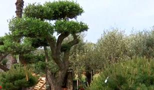 Planta exotică tot mai populară în curţile românilor. La Motru a fost plantată şi în parcuri publice