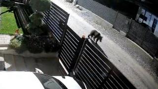 Momentul în care un urs se plimbă nestingherit, în toiul nopții, printre casele oamenilor din Cluj